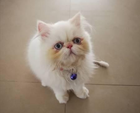 บั๊คกี้ บั๊คกี้